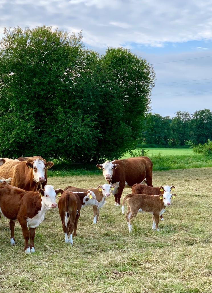 Blog_08_2020_Hereford_Herde_01.jpg