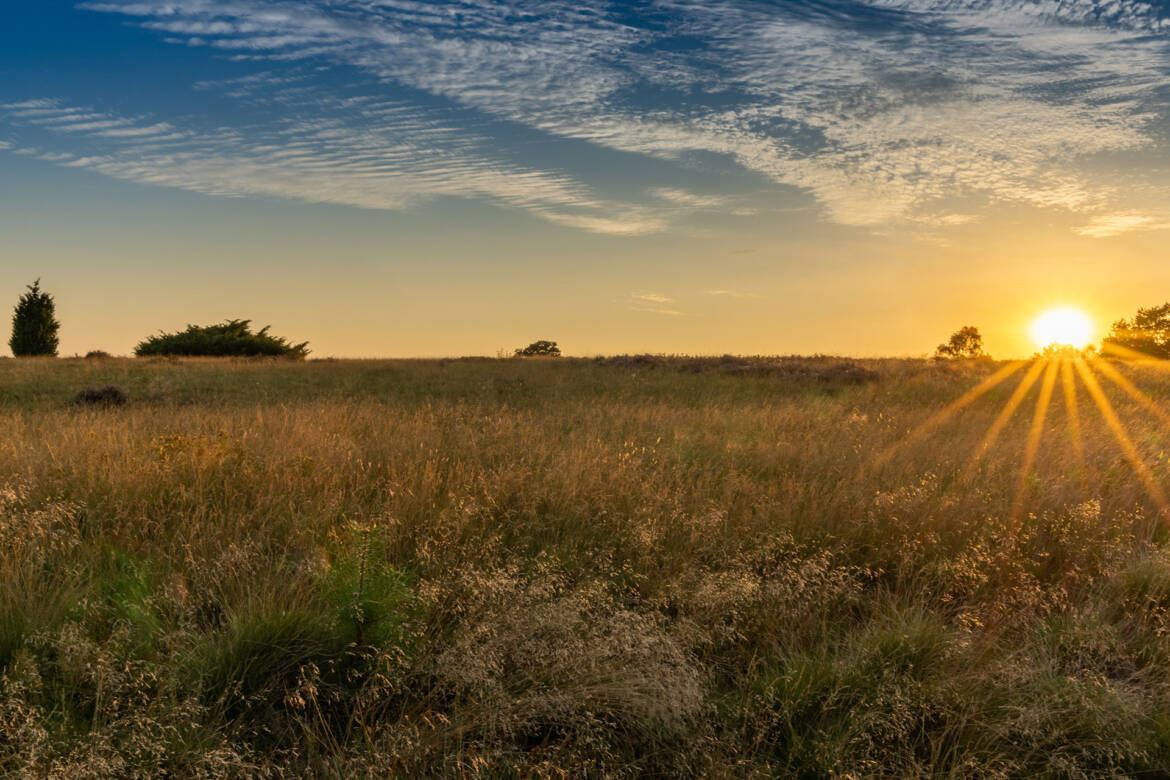 Heide_Sonnenaufgang_Heiderinder.jpg