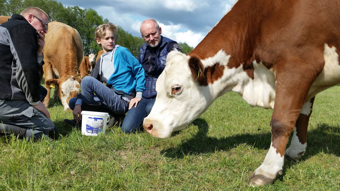 Heiderinder_Weide_Tierwohl_Familie.jpg